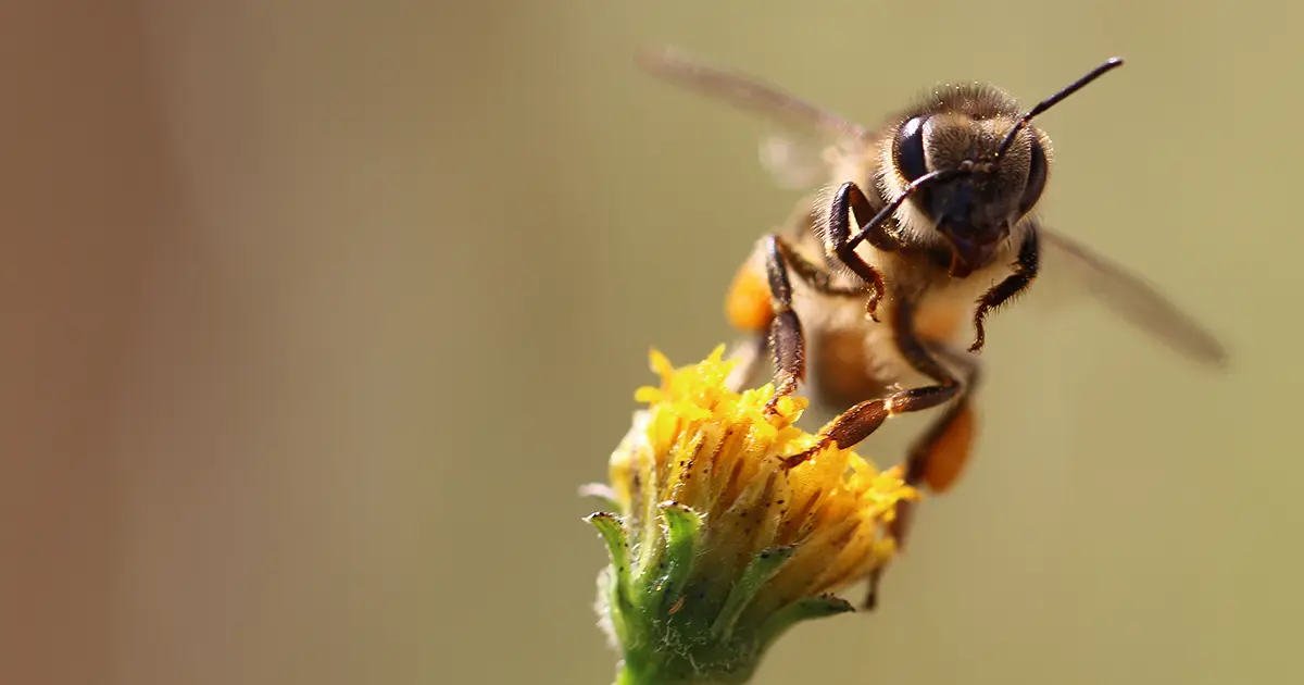 Sauvez les abeilles