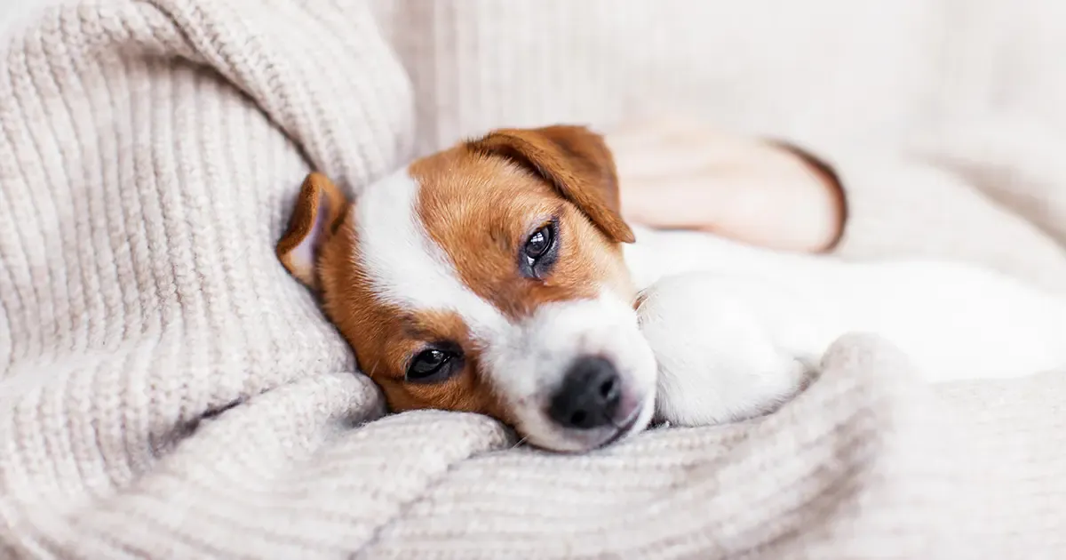 Comment aider votre chien à éviter les maladies malignes