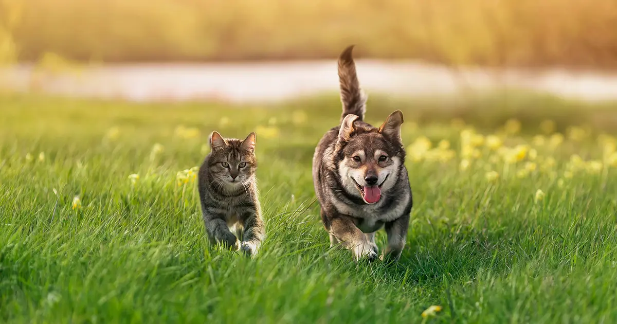 10 méthodes essentielles pour aider votre animal à éliminer les toxines