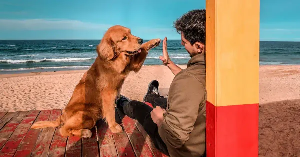 Les races de chiens les plus proches de leurs maîtres