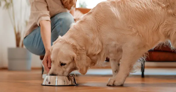 Savez-vous vraiment quelle quantité votre chien devrait manger ?