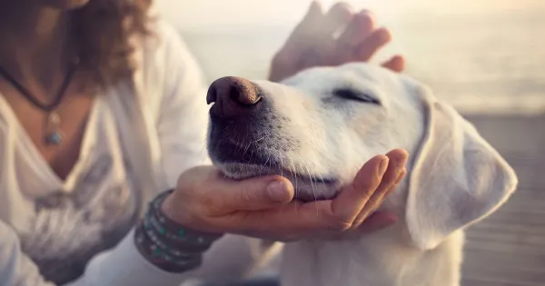 Ce produit menace la santé de vos animaux de compagnie